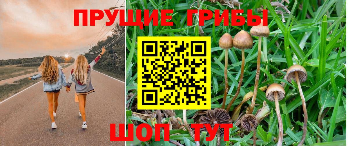 Псилоцибиновые грибы Cubensis Новотроицк